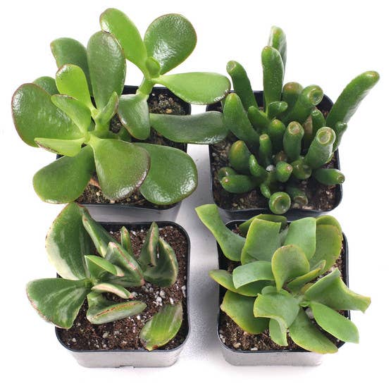 Jade Set of 4 - Live Succulents - 2in Pots