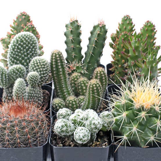 Cactus Set of 9 - Live Cacti - 2in Pots