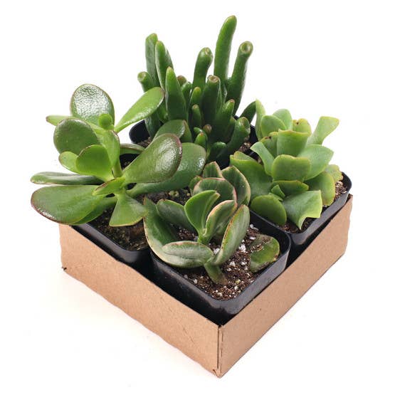 Jade Set of 4 - Live Succulents - 2in Pots
