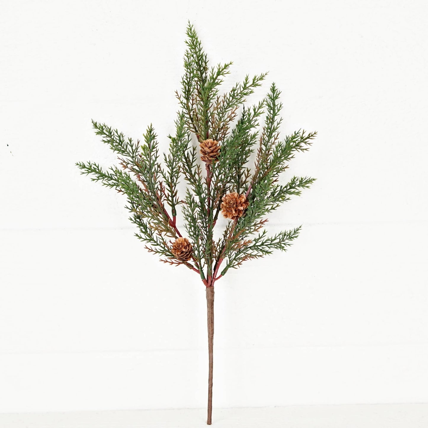 Dark Green Cypress Pine with Pinecones