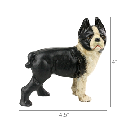 Tyson the Boston Terrier