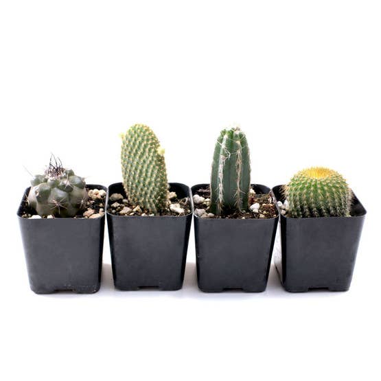 Cactus Set of 4 - Live Cacti - 2in Pots