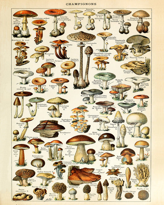 Adolphe Millot Champignons Mushrooms Vintage Print