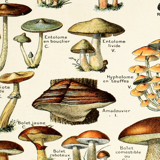 Adolphe Millot Champignons Mushrooms Vintage Print