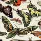 Adolphe Millot Papillons Vintage Print