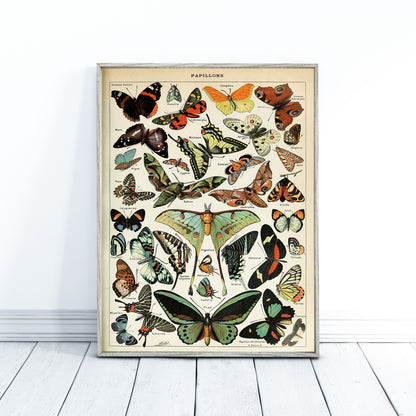 Adolphe Millot Papillons Vintage Print