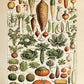 Adolphe Millot Legumes Vegetables Vintage Print