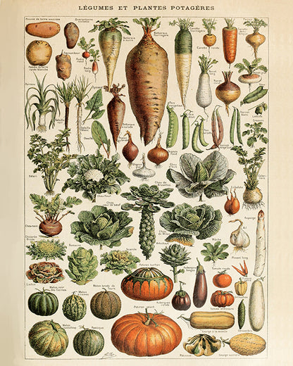 Adolphe Millot Legumes Vegetables Vintage Print